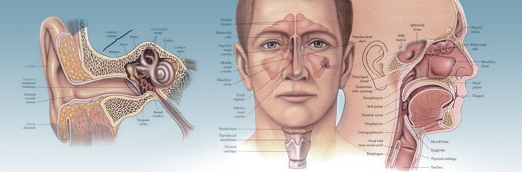 What is an ear, nose and throat specialist?